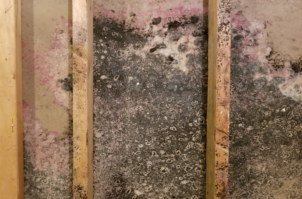 Use Mold Leads to Generate More Water Damage Leads